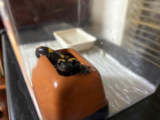 ファイヤーサラマンダー