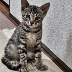 ✪お話中✪里親さん募集中🐾イケメンなキジ君🐾