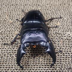 スマトラオオヒラタ　ハーキュリーT血統　♂単品の画像