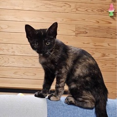 里親さん募集中🐾美人さんなサビ猫ちゃん🐾