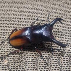 エロンガトゥス（セアカフタマタクワガタ亜種）♂単品の画像