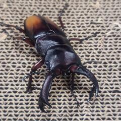 エロンガトゥス（セアカフタマタクワガタ亜種）♂単品の画像