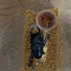 国産クワガタ 飼育 