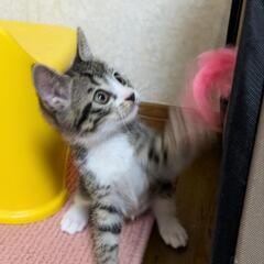 可愛いキジ白チョコくん