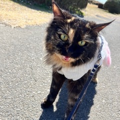 サビ猫(女の子)うるちゃん