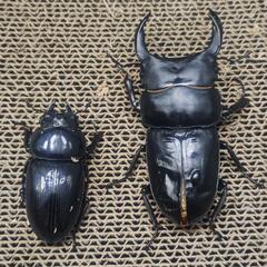 オオオオクワガタ　能勢SRペア　♂羽パカ