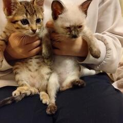 キジ、シャム系2匹の子猫です