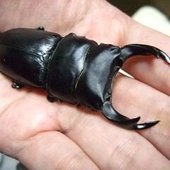 京都府産オオクワガタ F2 ♂72.8ミリ♀46.8ミリ　ペアの画像
