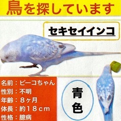 鳥を探しています