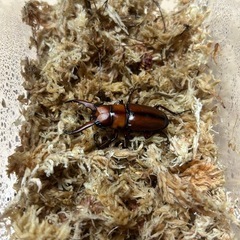 2匹とも6月成虫
トカラノコギリクワガタ（ペア）