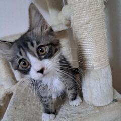 甘えん坊すぎるにゃんこです