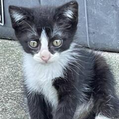 とても人懐っこい子猫です(代理投稿))