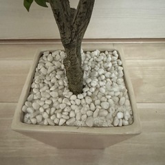 人工観葉植物 ベンジャミン　+モニターの画像