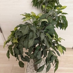 人工観葉植物 ベンジャミン　+モニターの画像