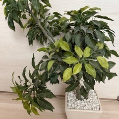 人工観葉植物 ベンジャミン　+モニターの画像
