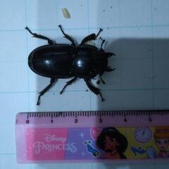 値下げ！ヒラタクワガタ　オス・メスペアの画像