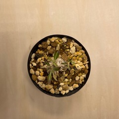 パキポディウム　ホロンベンセ　実生の画像