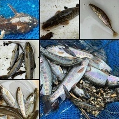 ㉚　日淡・ガサガサ採集、フィッシングメンバー募集のお知らせ…