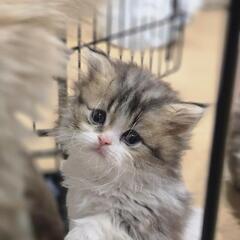[検討中] 子猫 3匹 里親募集中です。