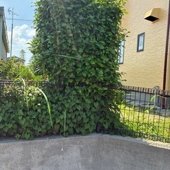 つばきの木を差し上げます。(鹿屋市)の画像