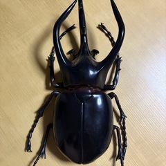コーカサスオオカブト フィギア
の画像