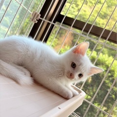 子猫ちゃんの里親募集です！