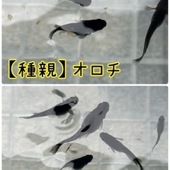 【漆黒オロチ】針子10匹＋αセット（手渡し限定）の画像