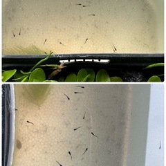 【漆黒オロチ】針子10匹＋αセット（手渡し限定）の画像