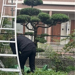 ⭐️お庭の剪定承ります⭐️