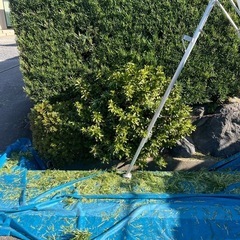 ⭐️お庭の剪定承ります⭐️ - 稲沢市