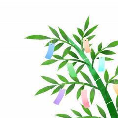七夕🎋に使う笹、探してます