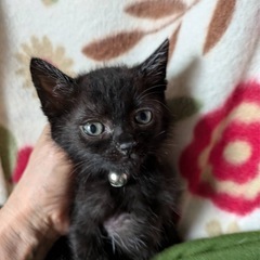 黒猫　男の子①里親募集中！