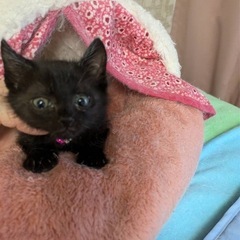 黒猫男の子②里親さん募集中！