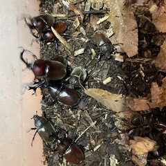 自然採集　カブトムシ　5ペアの画像