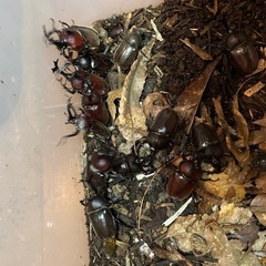 自然採集　カブトムシ　5ペアの画像