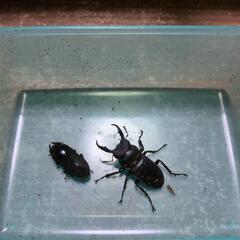 ノコギリクワガタ♂　コクワガタ♂　コクワガタ（？）♀の画像
