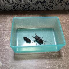 ノコギリクワガタ♂　コクワガタ♂　コクワガタ（？）♀の画像