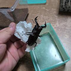 ノコギリクワガタ♂　コクワガタ♂　コクワガタ（？）♀の画像