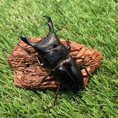 ウンナンヒラタクワガタ 成虫 ♂1♀2 新成虫