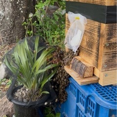 明日から日本蜜蜂養蜂セット🐝
の画像