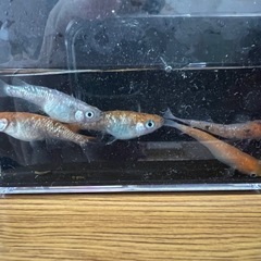 MIXメダカと飼育容器セットの画像
