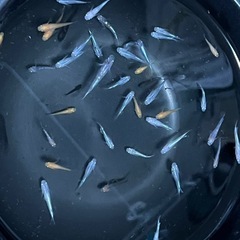 MIXメダカと飼育容器セットの画像