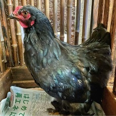 ブラマ♂ 鶏　にわとり　鳥