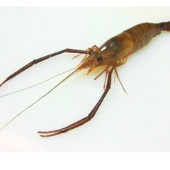 テナガエビ釣り、採り