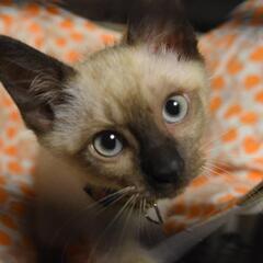綺麗なシャム猫柄男の子2カ月　ミカくん