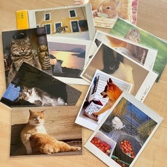 ポストカード　セット　アニマル系　動物　写真系
