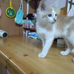 里親募集　猫