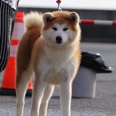 秋田犬の女の子