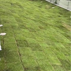 即対応可能⭐️‼️天然の芝張り〔高麗芝・TM9〕承ります‼️