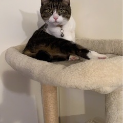  🐾【迷子猫を探しています】🐾